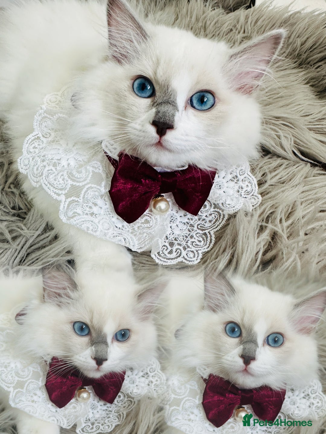 Ragdoll cats for sale: 🌸SALE.Purebred Ragdoll-GCCFstunning kittens🌸🌸🌸 in Wolverhampton - Image 5