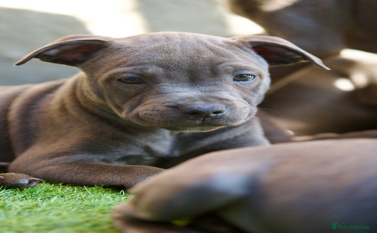 Staffordshire Bull Terrier dogs - Advert 2