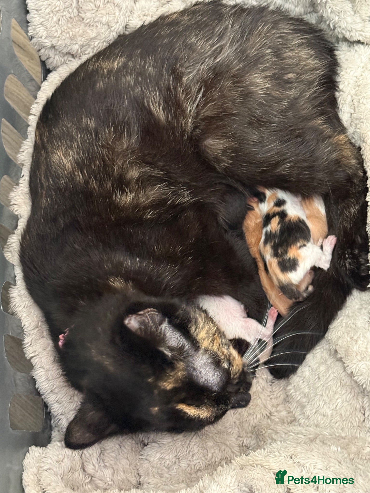 Mixed Breed cats Kittens Ready August  - Advert 2