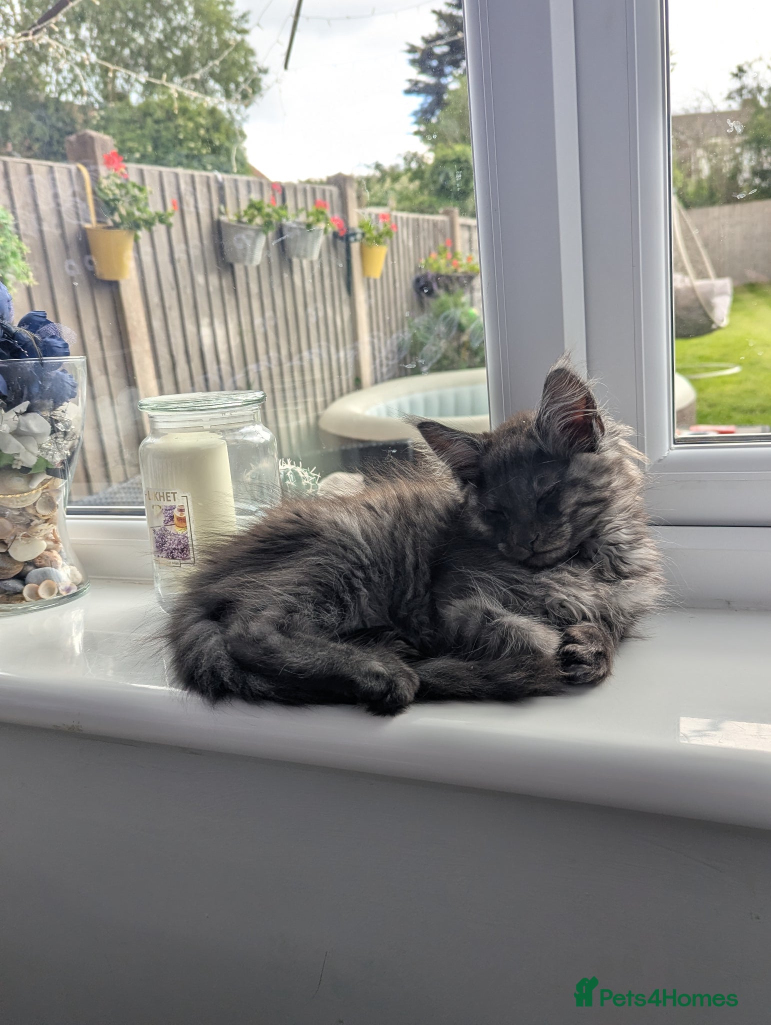 Maine Coon cats Exceptional Maine Coon Kittens for Loving Homes - Advert 12