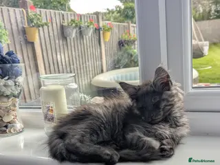 Maine Coon cats Exceptional Maine Coon Kittens for Loving Homes - Advert 12