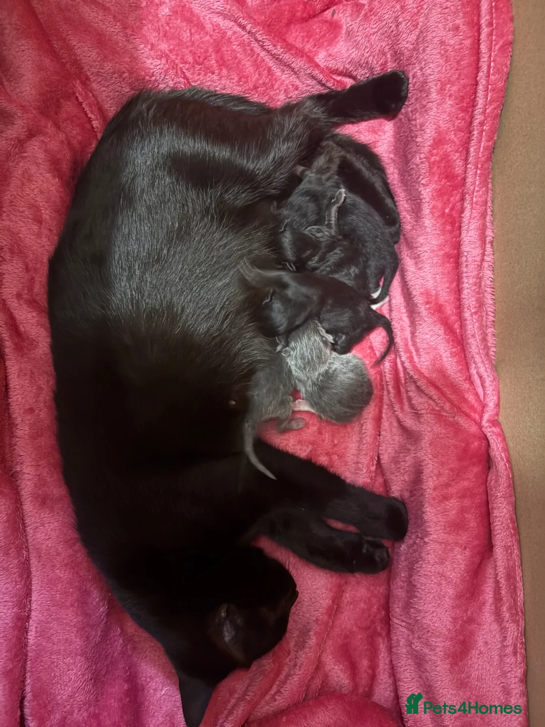 Ragdoll cats for sale: 5 beautiful Ragdoll X kittens - Advert 29