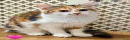 Maine Coon cats for sale: 💖 MAINE COON X RAGDOLL *PARENTS HEALTH TESTED* 💖 - Advert 6