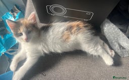 British Longhair cats for sale: 3 chocolate brown boys ready to leave  - Image 17