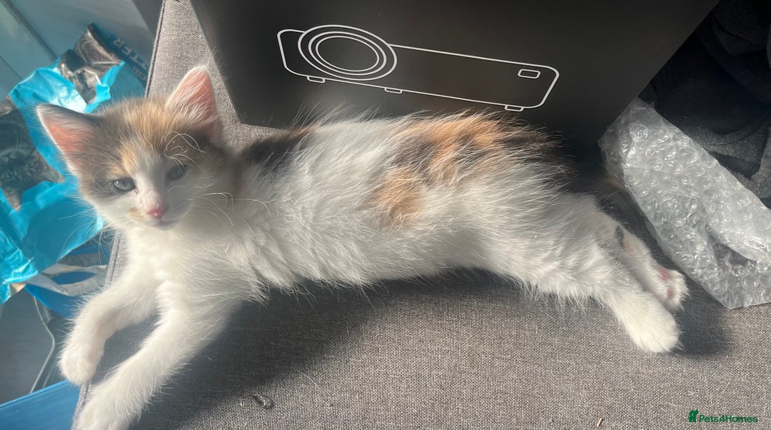 British Longhair cats for sale: 3 chocolate brown boys ready to leave  - Image 17