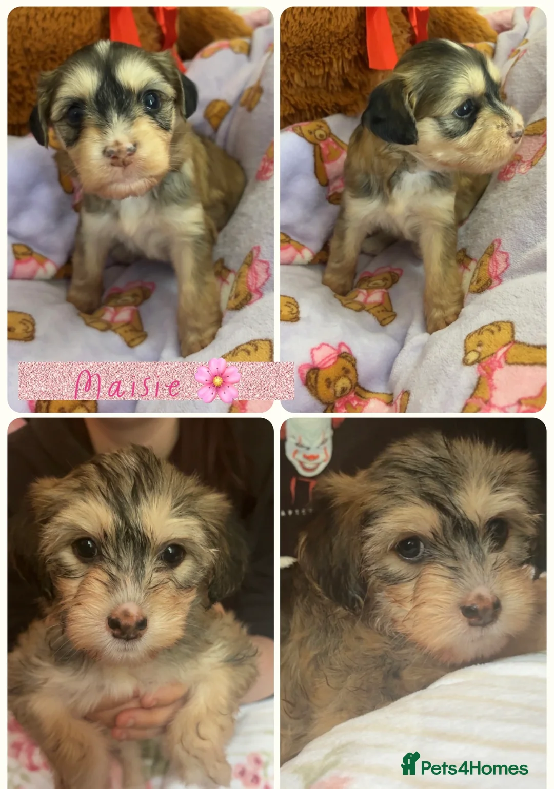 Chinese Crested dogs for sale: Pure Chinese crested  - Advert 21