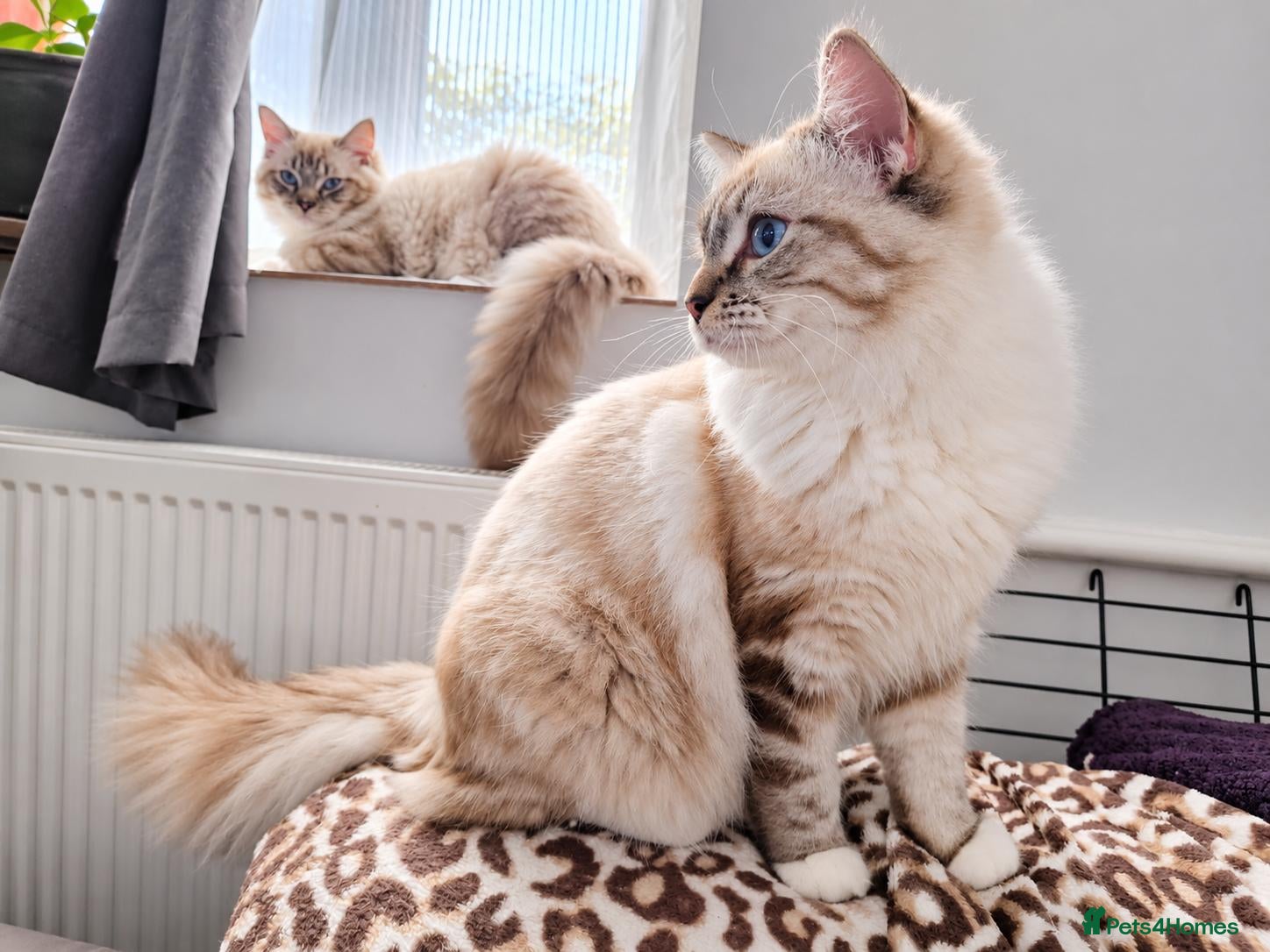 Ragdoll cats Stunning FIFe Pedigree Ragdoll Boys 💙 - Advert 1