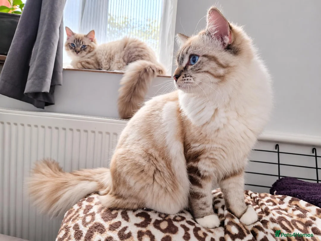 Ragdoll cats for sale: Stunning FIFe Pedigree Ragdoll Boys 💙 - Advert 2