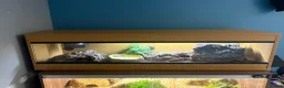 Skink reptiles for sale: Northern Blue Tongue Skink 6 Months Old Male in Wallsend - Advert 4