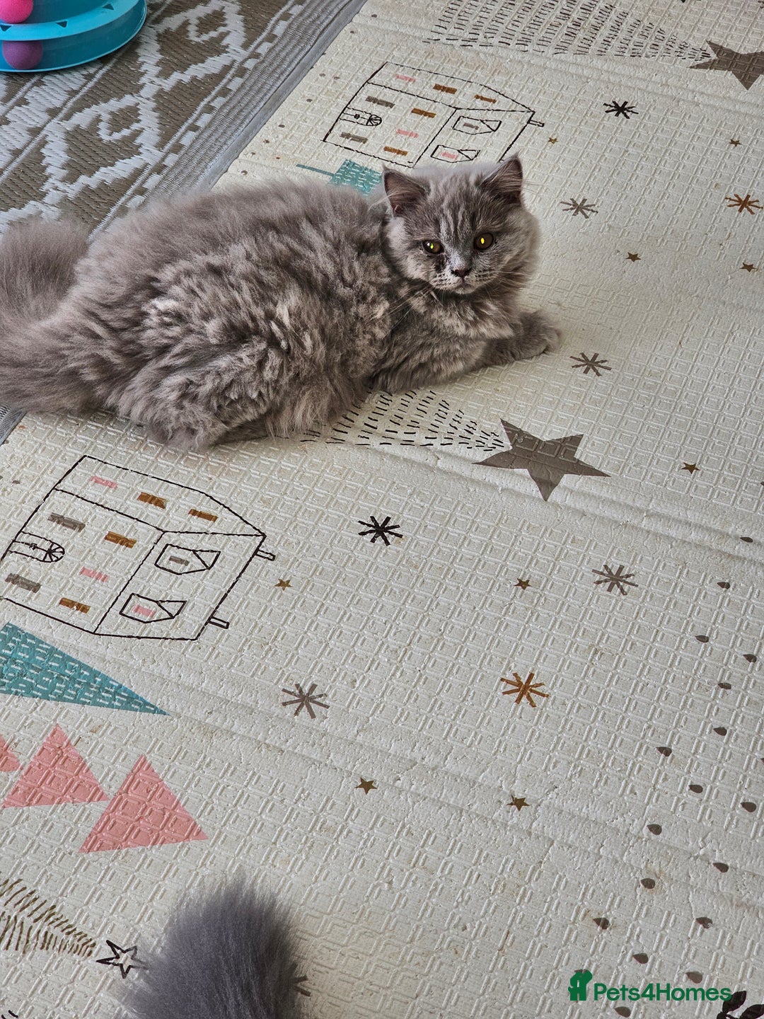British Shorthair cats for sale: British shorthair and longhair  - Image 20