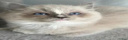 Ragdoll cats for sale: Tica cherubim ragdoll kittens - Advert 4