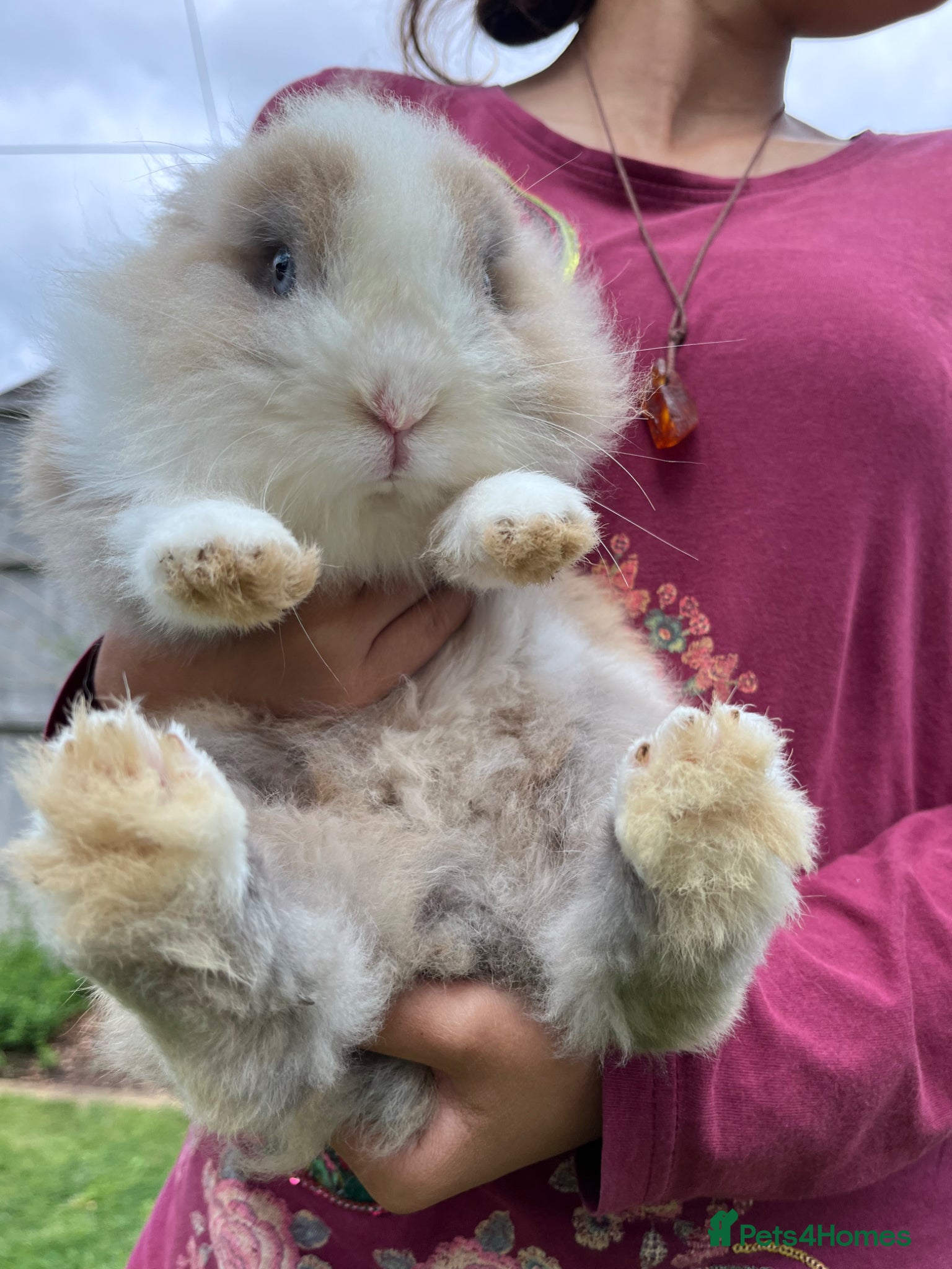 Lionhead rabbits for sale: Dwarf Lionhead Male - Advert 3