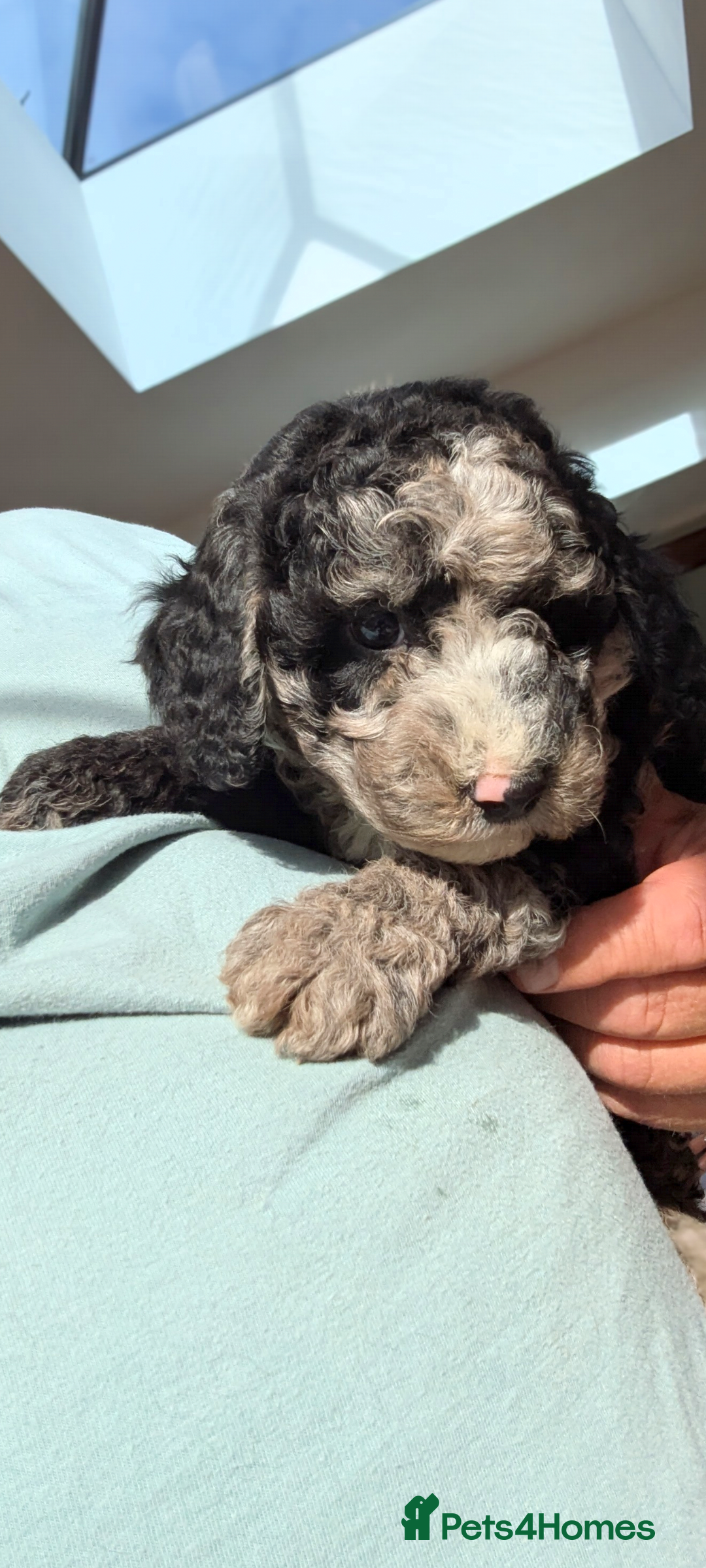 Miniature Poodle dogs Miniature Poodle Puppies (Blue Merl & Black) - Advert 2