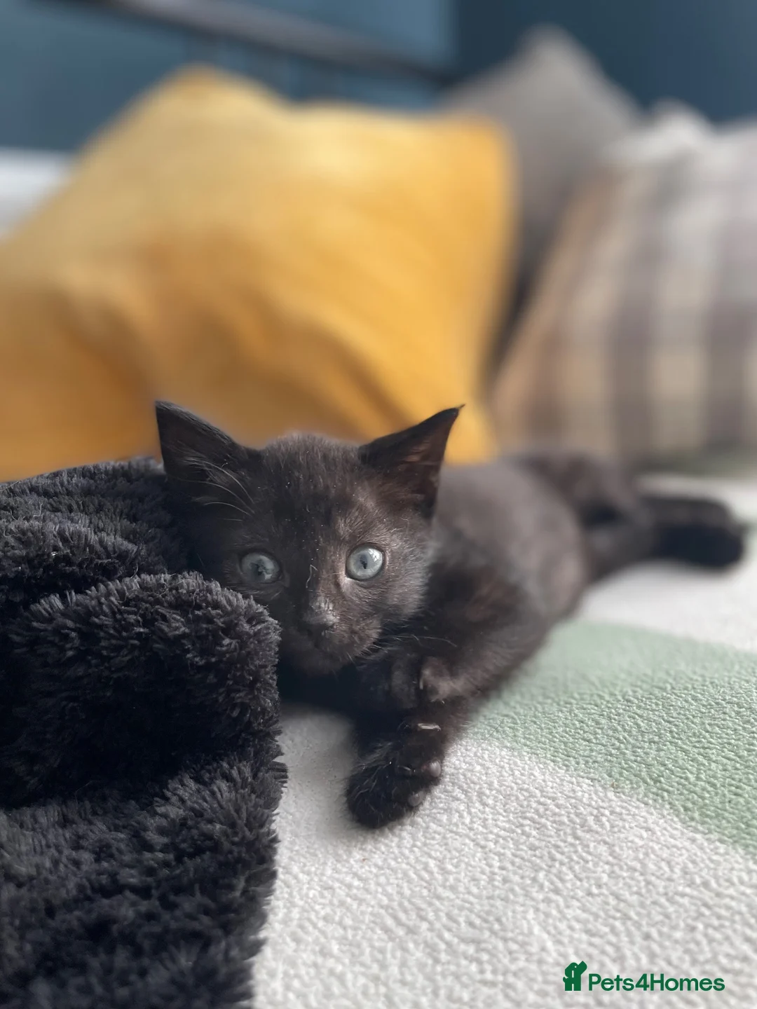 Domestic Shorthair cats for adoption: Marshmallow, adorable 11 week old girl kitten in Reading - Advert 5
