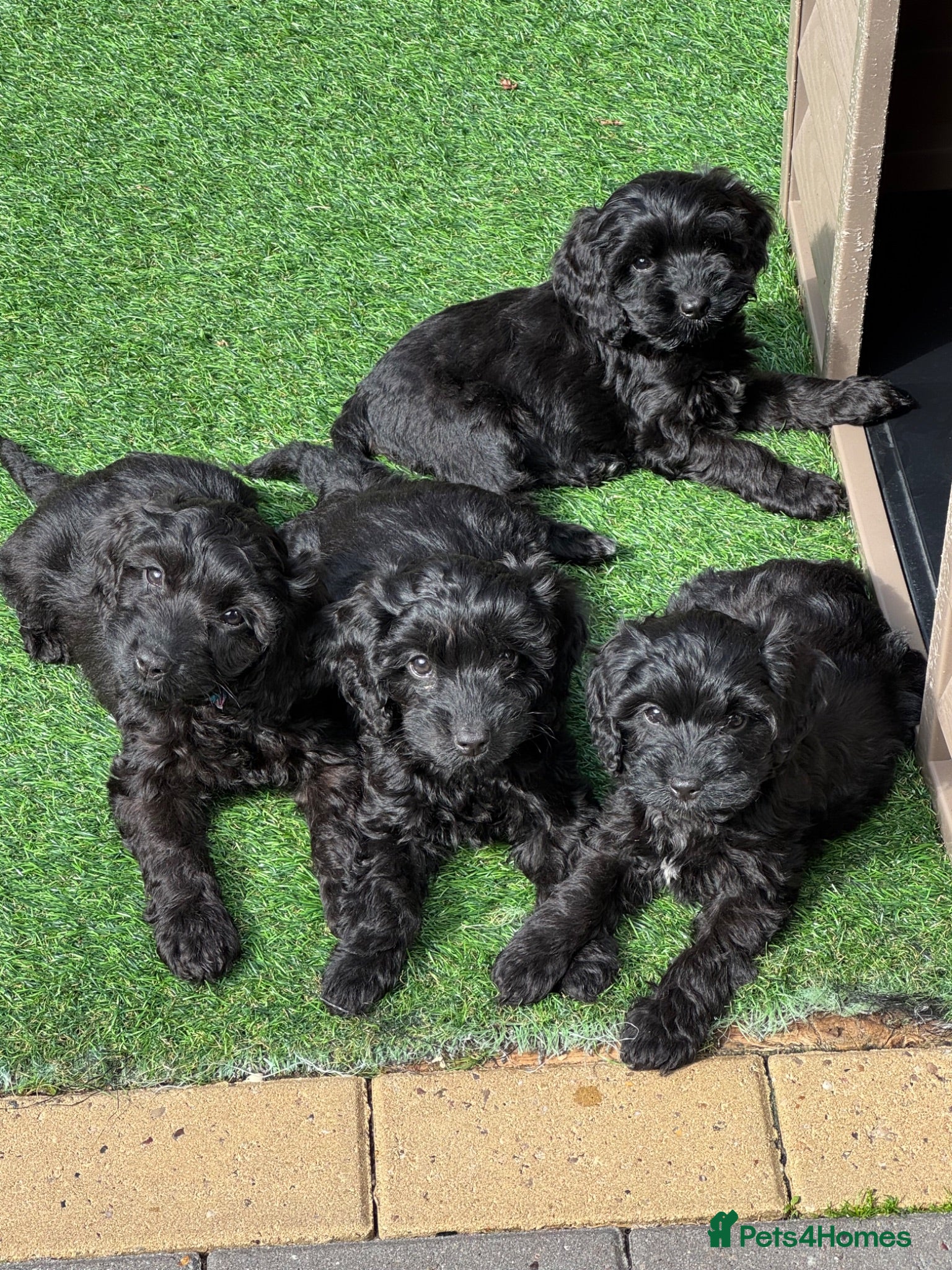 Cockapoo dogs Super cute Tiny Female Cockapoo Pups - Advert 2