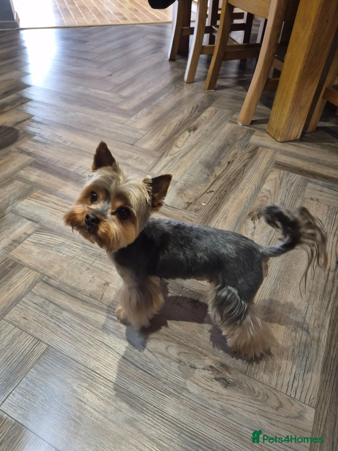 Yorkshire Terrier dogs for stud: Dog for stud  - Advert 1