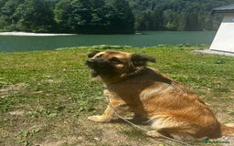 Mixed Breed dogs for sale: 2 year old German shepherd x chow - Image 7