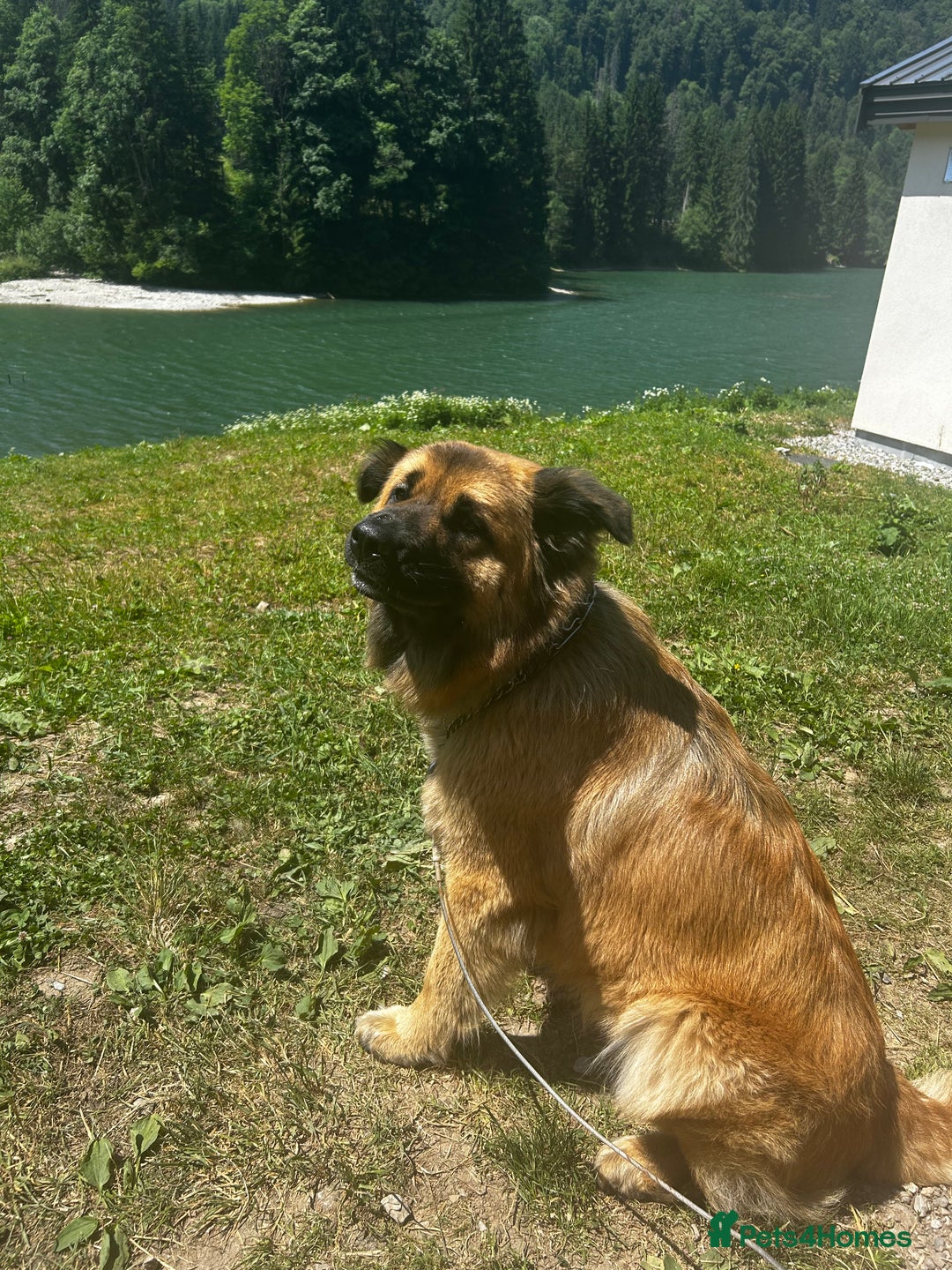 Mixed Breed dogs for sale: 2 year old German shepherd x chow - Image 7
