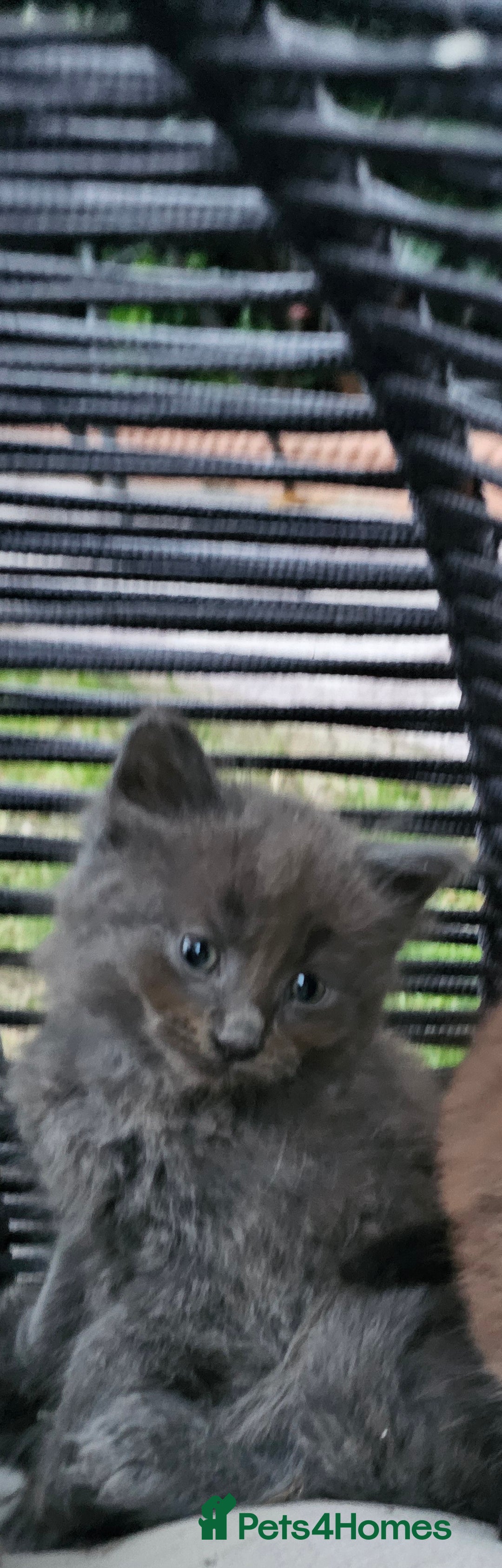 Persian cats for sale: Very beatifull perian kittens - Image 19