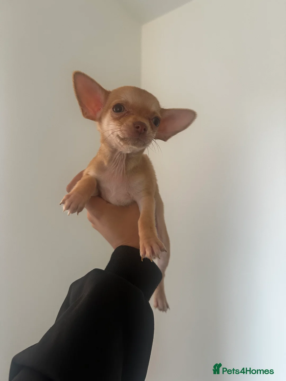 Chihuahua dogs for sale: Gorgeous Chihuahua girls - Advert 14