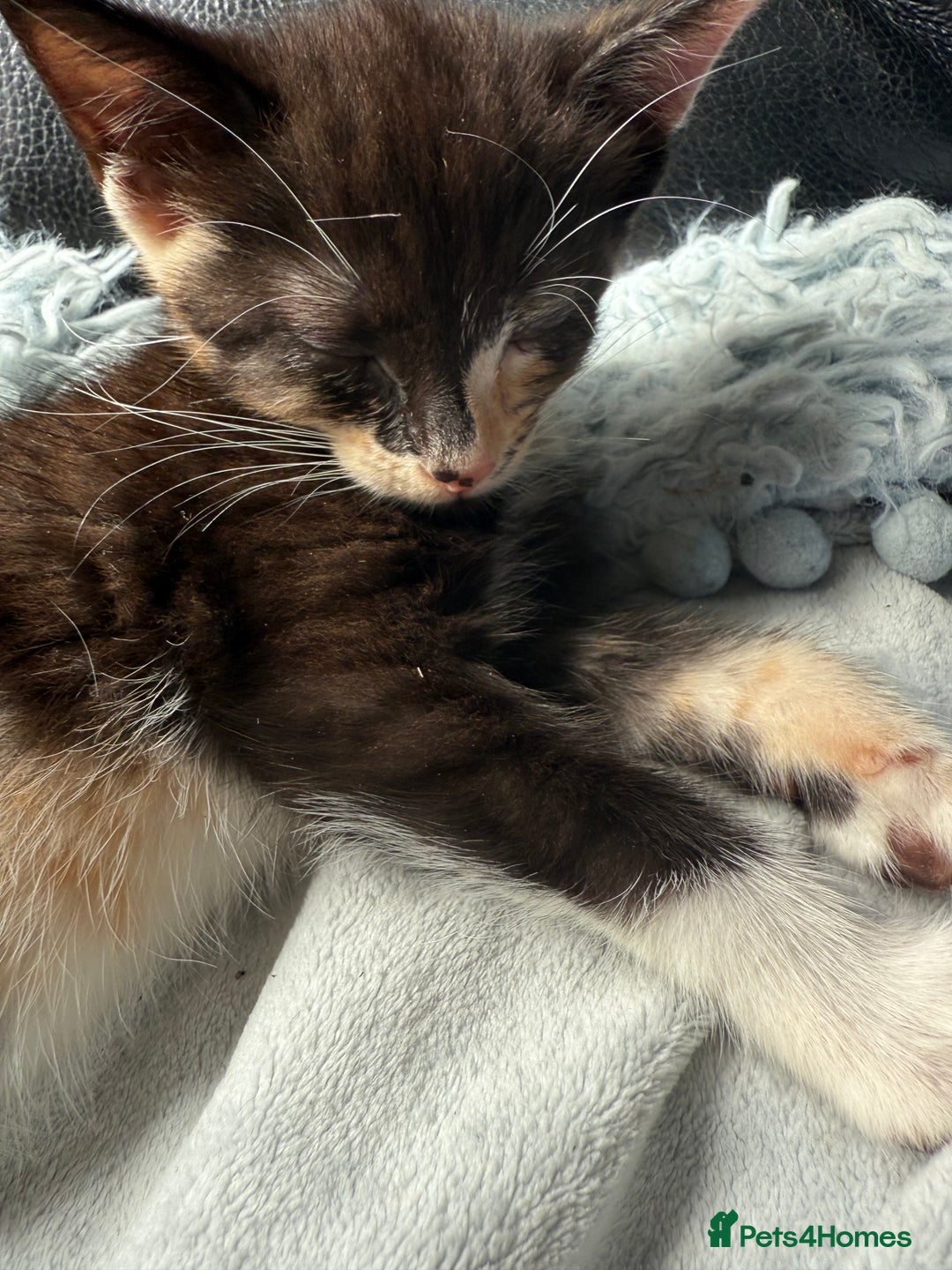Savannah cats for sale: 3 beautiful kittens  - Image 14