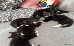Mixed Breed cats for sale: Kitten  - Image 1
