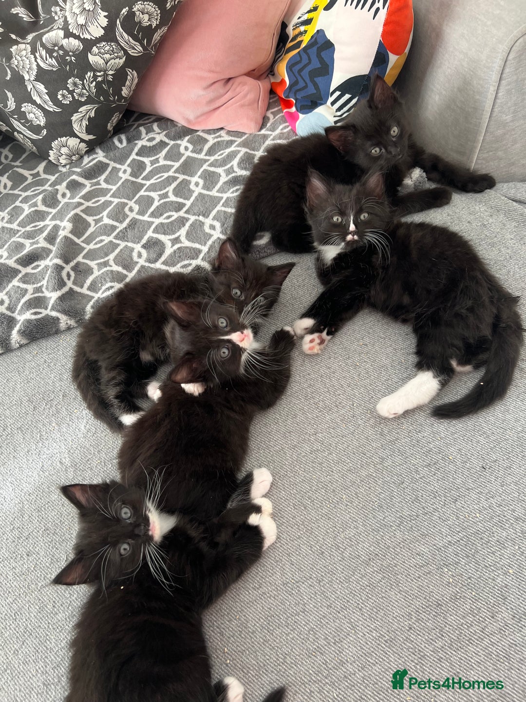 Mixed Breed cats for sale: Kitten  - Image 1