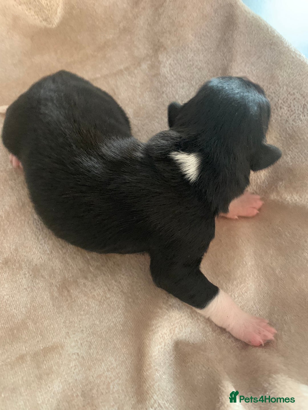 Border Collie dogs for sale: Pure Border Collie pups  - Advert 12