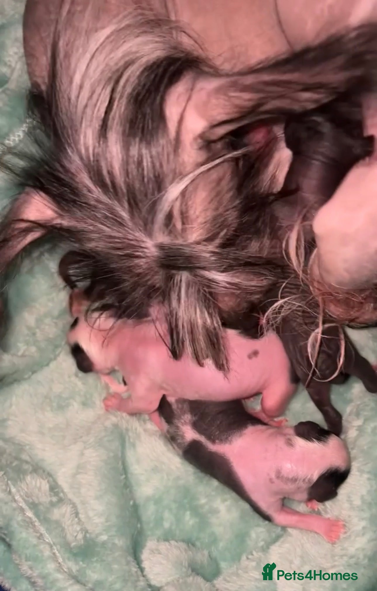 Chinese crested