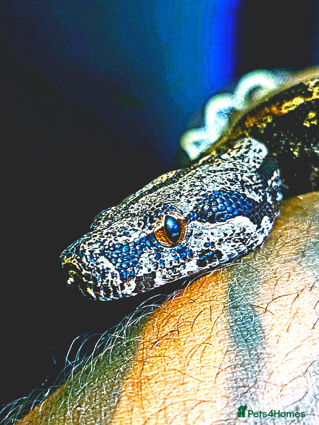 Boa Snake reptiles for sale: Unreal morph hog island boa with full setup  - Image 2