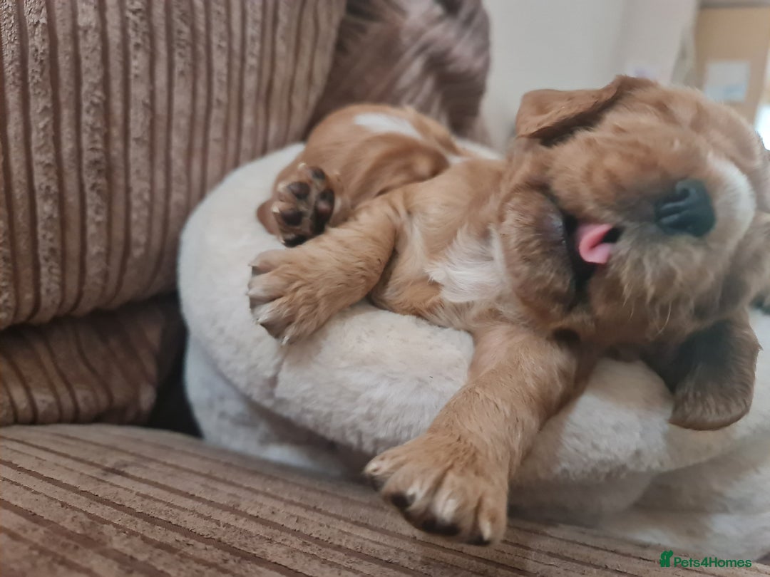Cocker Spaniel dogs for sale: Golden Cocker Spaniel puppies (boy available) - Advert 26