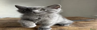 British Shorthair 2
