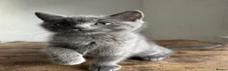 British Shorthair cats for sale: 2 British shorthair boys - Advert 6