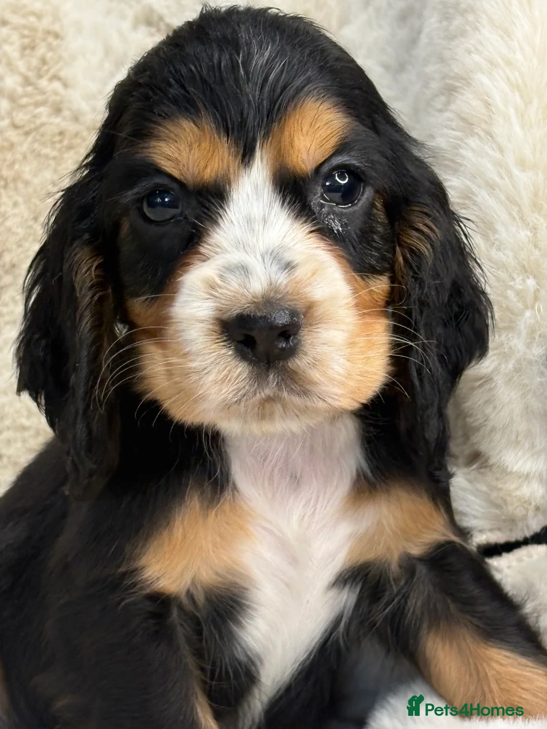 Cocker Spaniel dogs for sale: Top quality cocker spaniel pups  - Advert 7