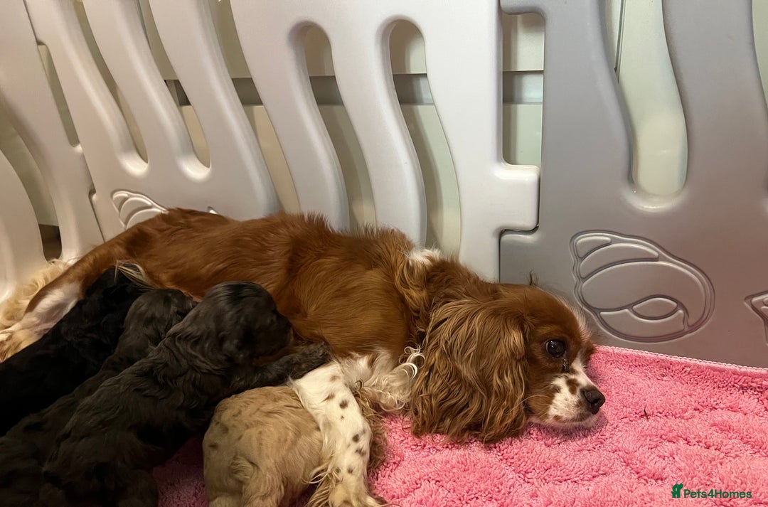Cavapoo dogs for sale: Health tested cavapoos ready 8th december - Image 16