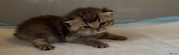 Scottish Fold cats for sale: 2 girl 1 boy beautiful quality Scottish Folds ❤️  - Advert 9