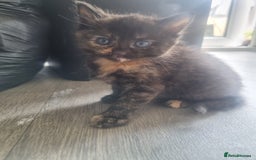 Mixed Breed cats for sale: Mixed kittens  - Image 5