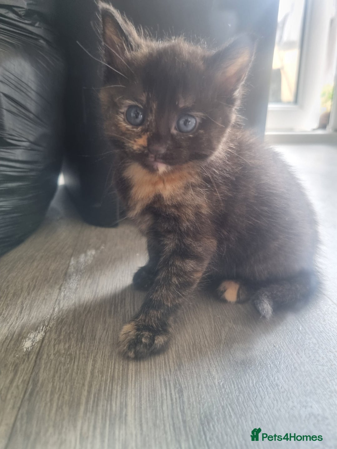 Mixed Breed cats for sale: Mixed kittens  - Image 5