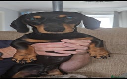 Miniature Dachshund dogs for stud: Miniature Dachshund for stud - Image 3