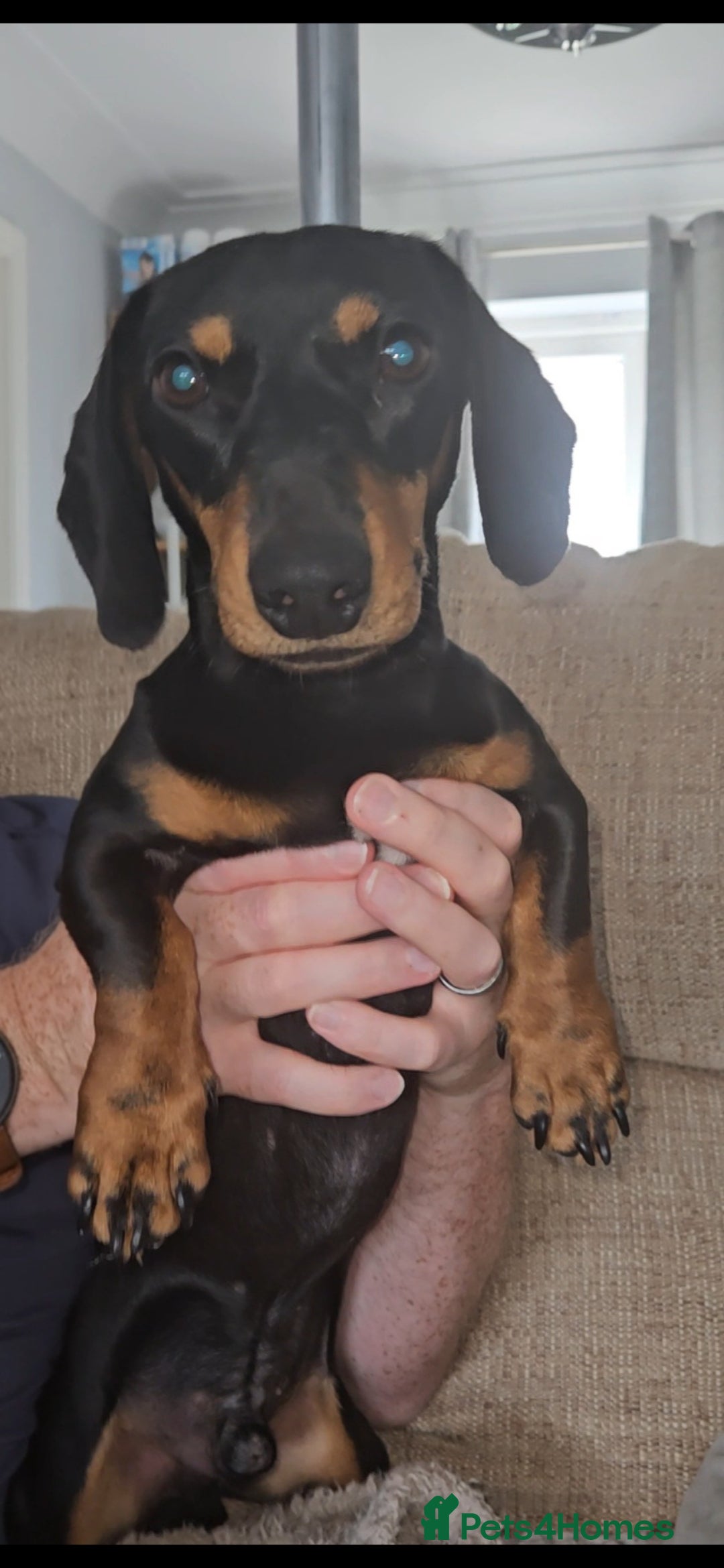 Miniature Dachshund dogs for stud: Miniature Dachshund for stud - Image 3