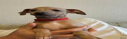 Italian Greyhound dogs for sale: 2 LEFT KC Italian greyhound puppies  - Advert 10