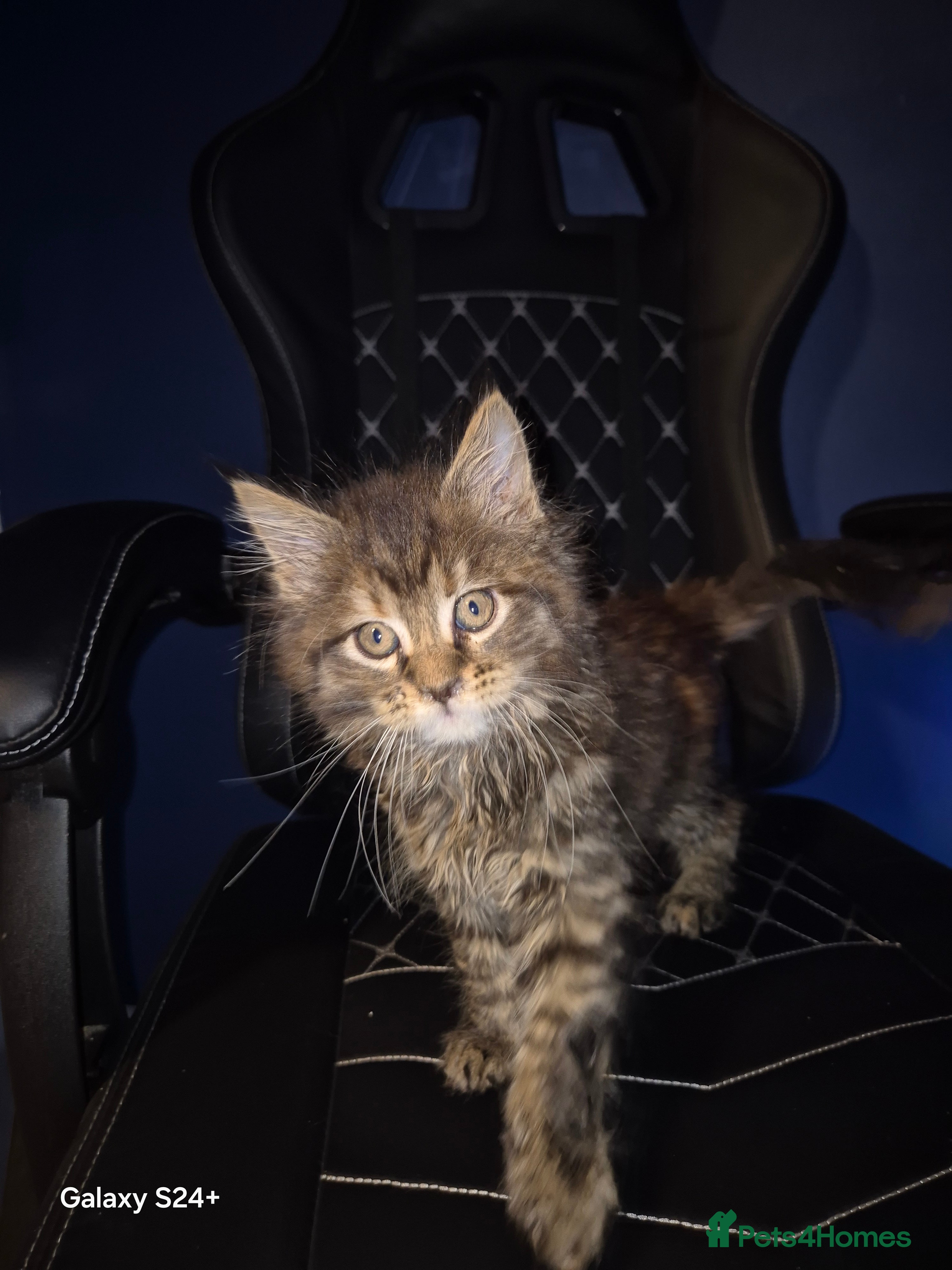 Maine Coon cats Russian /xxl maine coon - Advert 4