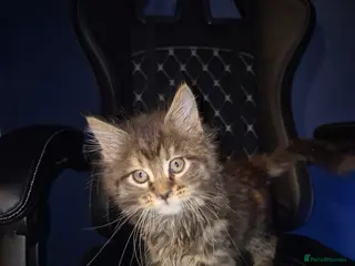 Maine Coon cats Russian /xxl maine coon - Advert 4