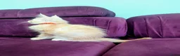 Maine Coon cats for sale: Pedigreed Maine Coon kittens - Advert 14