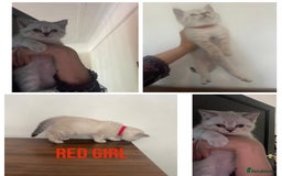 British Shorthair cats for sale: British Shorthair Colourpoint Kittens LAST GIRL - Image 2