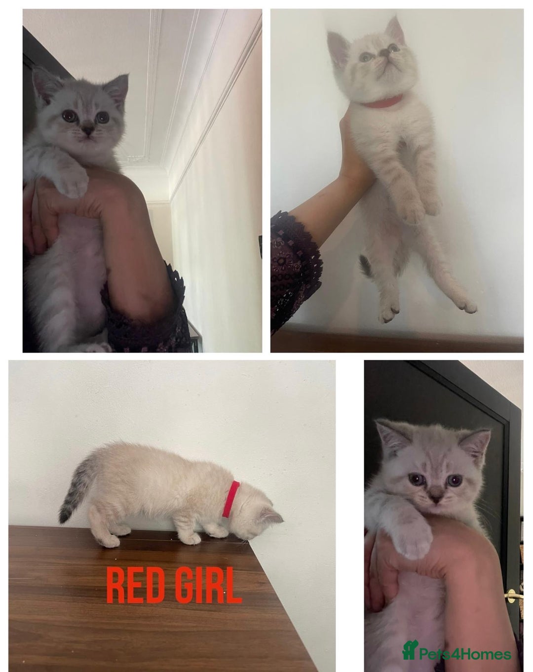 British Shorthair cats for sale: British Shorthair Colourpoint Kittens LAST GIRL - Image 2