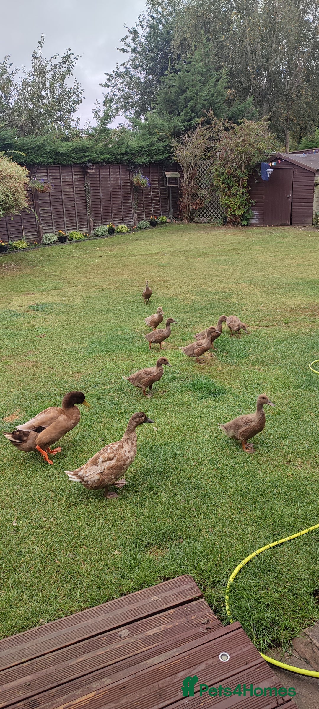 Ducks poultry for sale: Ducklings  - Image 2