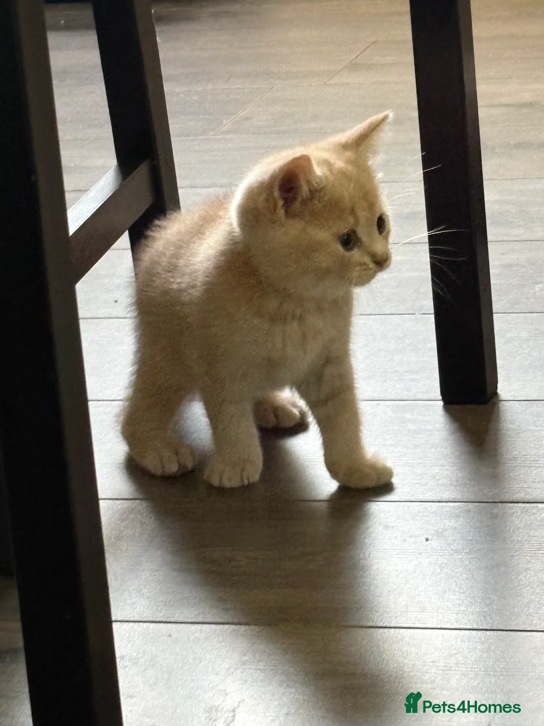 British Shorthair cats for sale: British shorthair kittens  - Advert 9