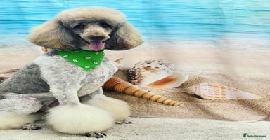 Goldendoodle dogs - Advert 11