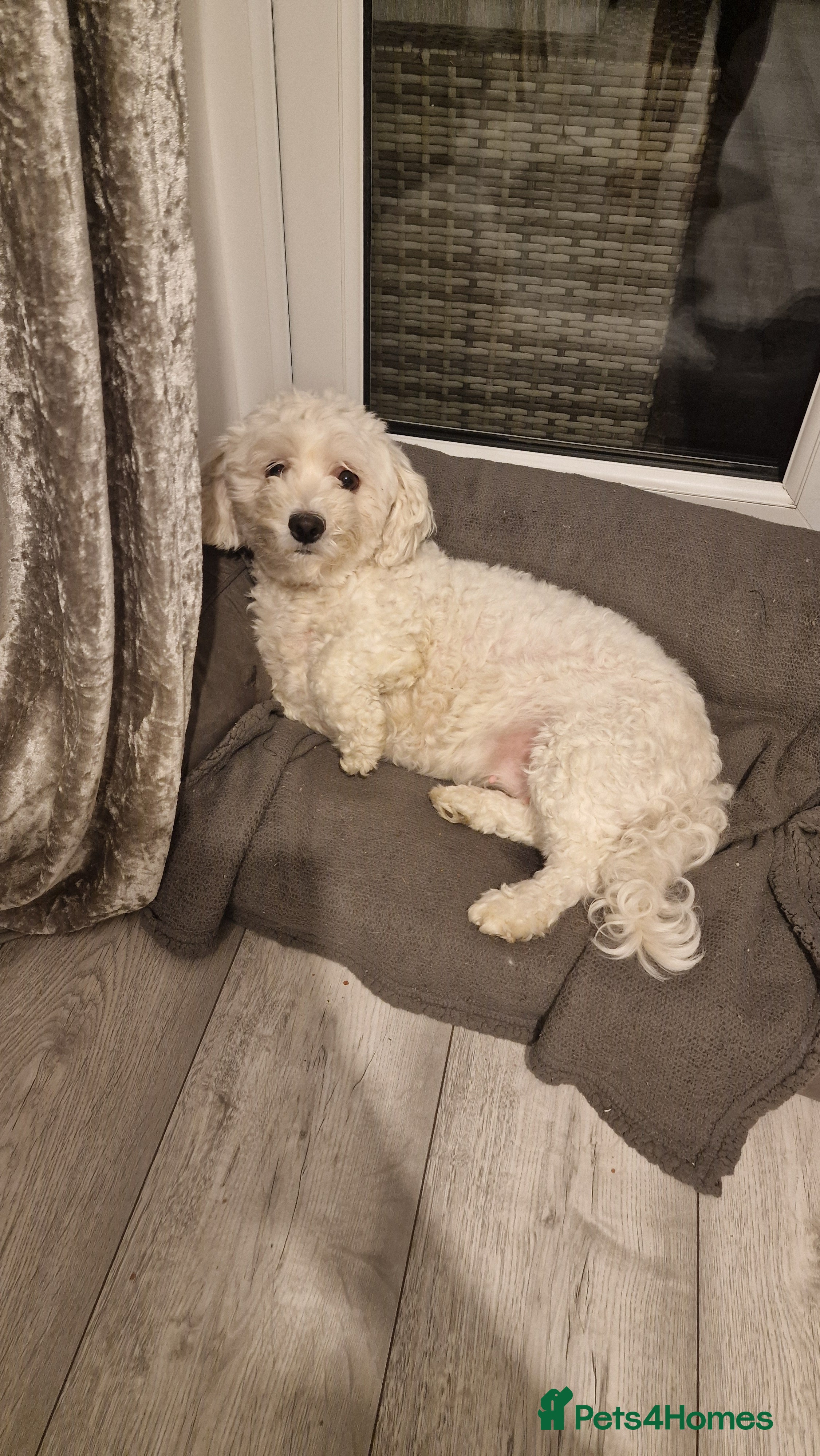 Bichon Frise dogs Bella - Advert 3